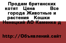 Продам британских котят › Цена ­ 500 - Все города Животные и растения » Кошки   . Ненецкий АО,Каменка д.